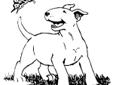 English Bull Terrier AKC champion bloodlines