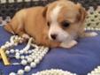 Female pure breed Chihuahua, sweet disposition, new baby puppy