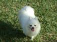 For sale ice-white pomeranian female , 1,5 years old, with AKC from Champion lines, high quality