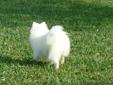 For sale ice-white pomeranian female , 1,5 years old, with AKC from Champion lines, high quality