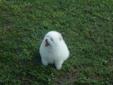 For sale white puppy pomeranian