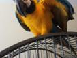 Friendly Blue And Gold Macaw Bird For Sale