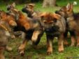 German Shepherd Puppies and German Shepherd Protection Dogs