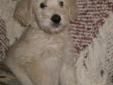 GOLDEN DOODLE English Bred Male F 1