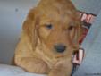 Golden Retriever pups for sale