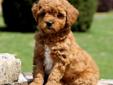 goldendoodle smaller size