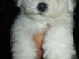Gorgeous CKC Bichon Frise puppy For sale