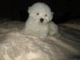 Gorgeous CKC Bichon Frise puppy For sale
