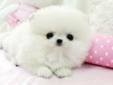 Gorgeous pomeranian puppies for sale**very affordable for christmass friends**
