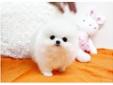Gorgeous pomeranian puppies for sale**very affordable for christmass friends**
