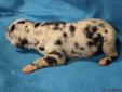 Great Dane Puppy Harlequin AKC male
