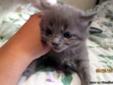 Grey Short Haired Kitten