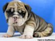Healthy english bulldog puppies looking for a good home