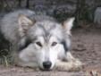 Hybrid Arctic-Timber Wolf Puppy