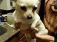 Jack Russell mix Chihuahua dogs in need of good homes