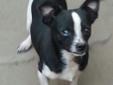 Jack Russell mix Chihuahua dogs in need of good homes