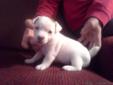 Jack Russell Terrier Puppies **** Personality Plus!