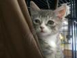 Kitten Adoptions @ Pet Market