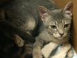 Kitten Adoptions @ Pet Market