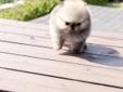Lovely Pomeranian Puppy Boy/Girl ready to rehome in City of DE