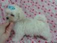MALTESE PUPPIES, MALE, 9 WEEKS, TINY!!!
