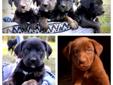 NALC Registered Catahoula Puppies