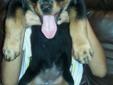 Nice Thick Akc. German Female Available Now!!!