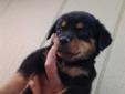 One German Female Rottweiler Puppy Available Now!!!