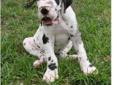 Pair Of Great dane puppies For Sale