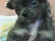 Pedigree T-Cup Chihuahua Puppies for Sale by Owner/breeder