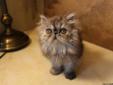 Persian kittens available