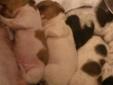 piebald dachshund puppies for sale