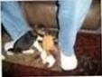 Pocket & Mini Beagle Puppies