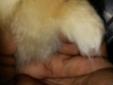 Pomeranian female with club foot