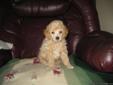 poodle pups for sale..toy and min.