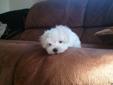 Priceless Teacup Maltese Pup AKC Registered!!