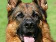 Professional German Shepherd Dog Directory