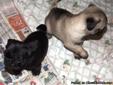 Pug puppies ready to be rehome