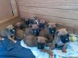 PURE BREED BOXER PUPPIES