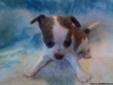 Purebred chihuahua with ckc papers. Available today!!! (Bundy)