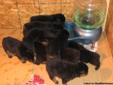 Purebred Rottweiler Puppies For Sale!!!