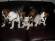 Purebreed Boxer Puppys