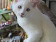 Ragdoll Kitten ( TICA reg) reduced price