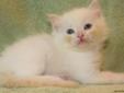 Ragdoll Kitten ( TICA reg) reduced price