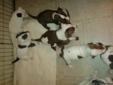 Rednose and American Pitbull Puppies For Sale
