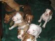 Rednose Pitbull Puppies