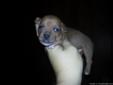 REDUCED CKC male Chihuahua puppy for sale