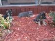 Registered akc German Shepherd puppies Blue, sable, black and tan