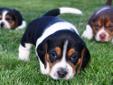 Registered Beagle puppies for sale