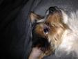 Registered Parti Yorkie Needs New Home